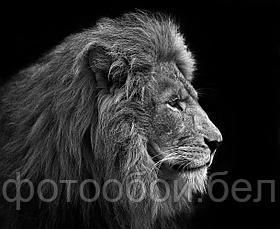Фотообои Лев на черном