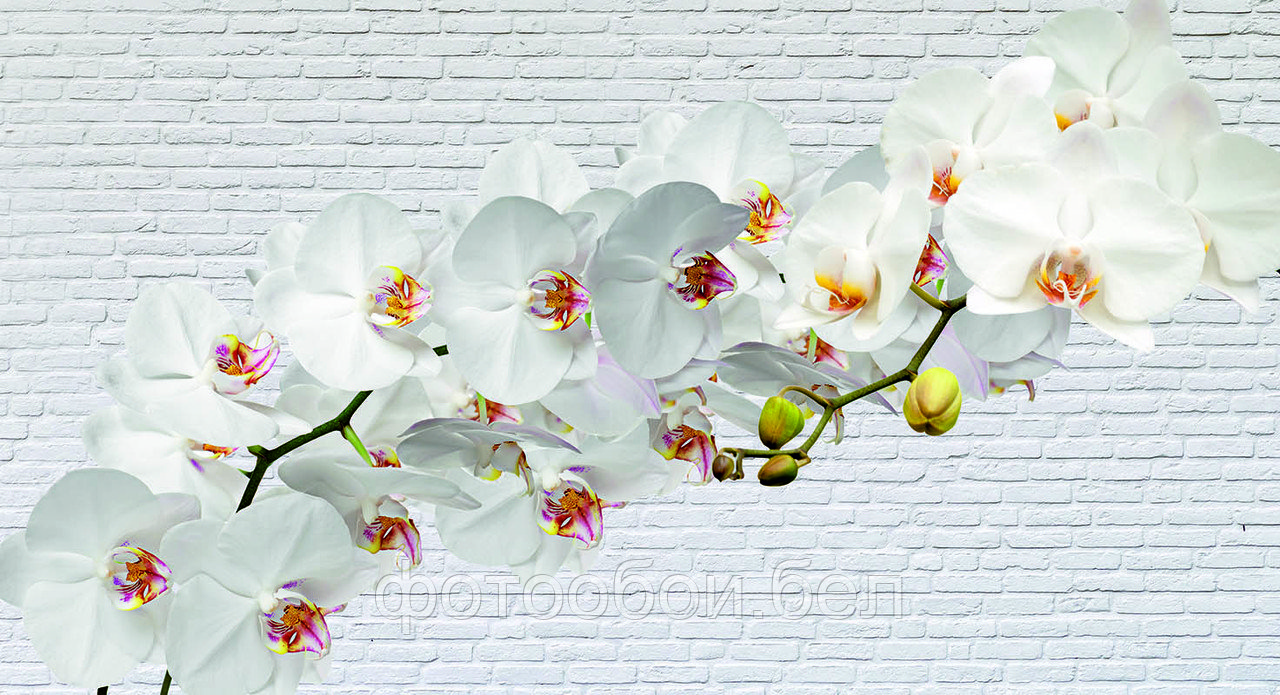 Фотообои Орхидеи на кирпичах