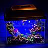 AquaGold Аквариум Aqua Glo прямоугольник на 10л. день/ночь с рыбками тернеция GloFish, фото 9