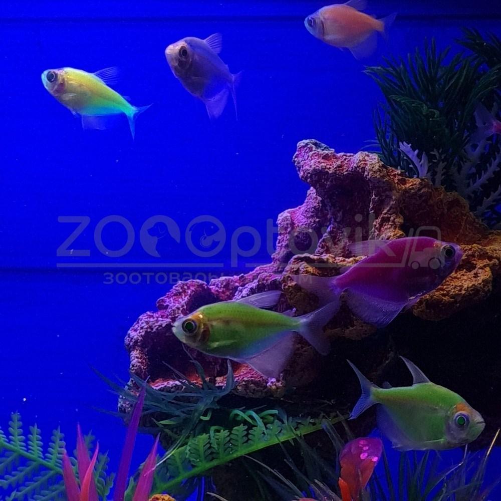 AquaGold Аквариум Aqua Glo прямоугольник на 10л. день/ночь с рыбками тернеция GloFish - фото 10 - id-p162488122