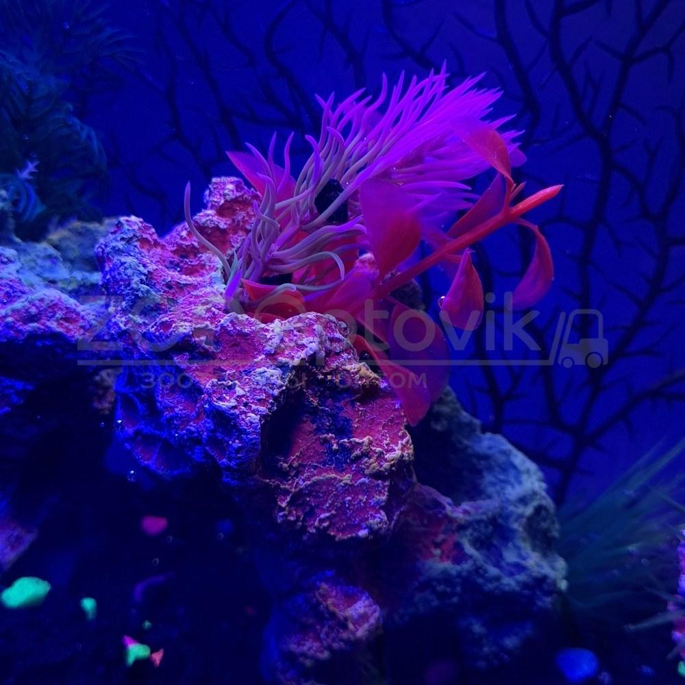 AquaGold Аквариум Aqua Glo панорама на 15л. день/ночь с рыбками тернеция GloFish - фото 4 - id-p162488124