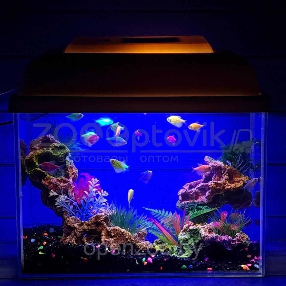 AquaGold Аквариум Aqua Glo прямоугольник на 10л. день/ночь с рыбками тернеция GloFish - фото 1 - id-p162488134