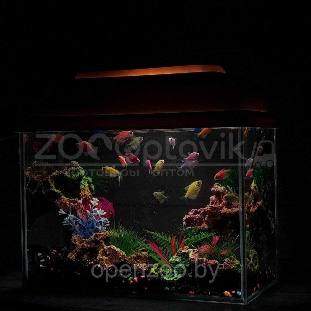 AquaGold Аквариум Aqua Glo прямоугольник на 10л. день/ночь с рыбками тернеция GloFish - фото 5 - id-p162488134