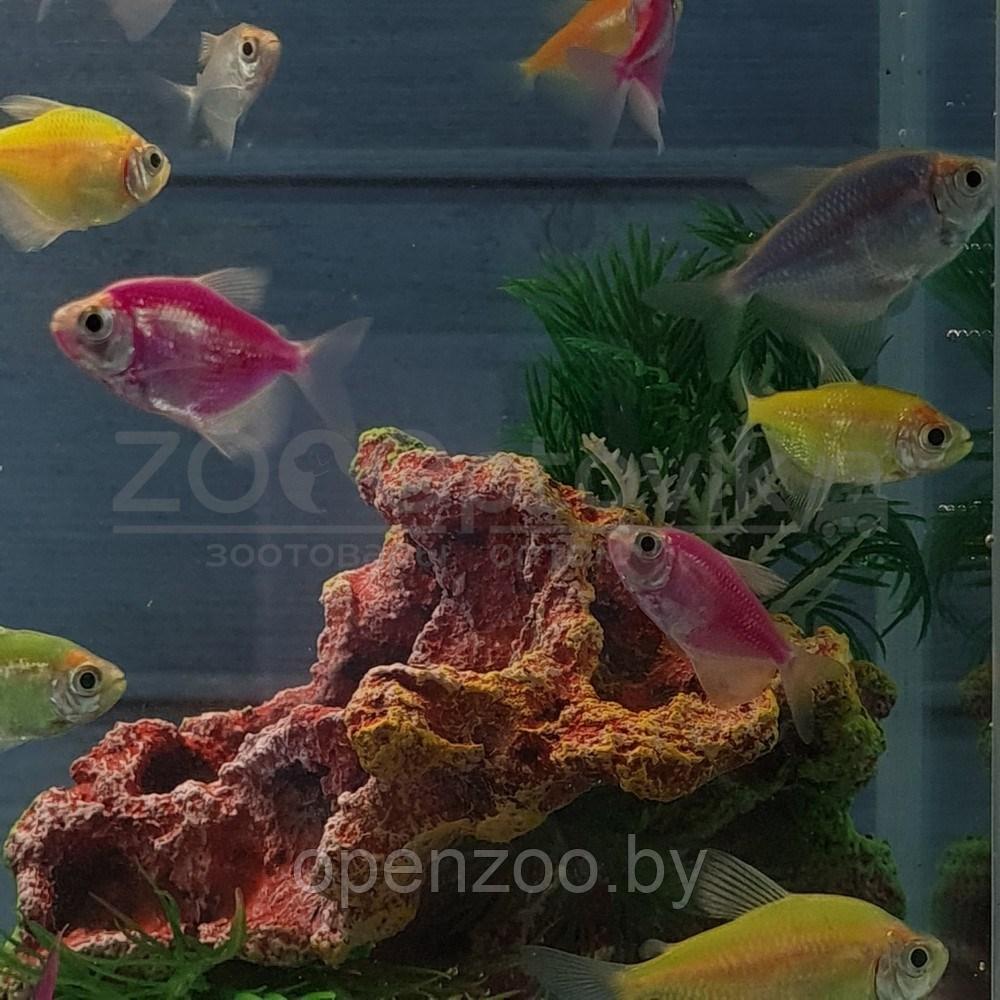 AquaGold Аквариум Aqua Glo прямоугольник на 10л. день/ночь с рыбками тернеция GloFish - фото 7 - id-p162488134