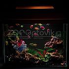 AquaGold Аквариум Aqua Glo прямоугольник на 10л. день/ночь с рыбками тернеция GloFish, фото 2