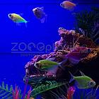 AquaGold Аквариум Aqua Glo прямоугольник на 10л. день/ночь с рыбками тернеция GloFish, фото 10