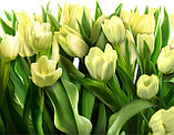 Фотообои Белые тюльпаны, фото 2