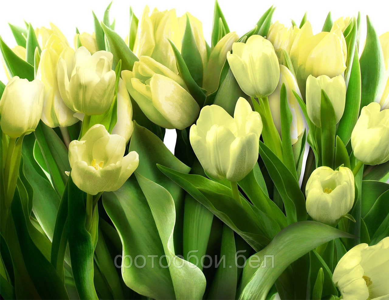 Фотообои Белые тюльпаны - фото 2 - id-p162540632