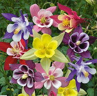 Аквилегия гибридная Aquilegia hybrida, саженец