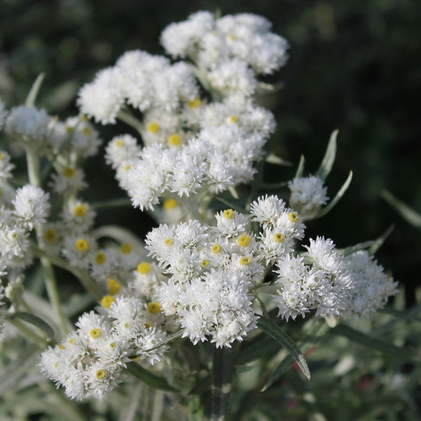 Анафалис жемчужный Anaphalis margatitacea, саженец