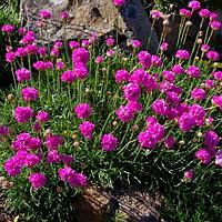 Армерия приморская Armeria maritima, саженец