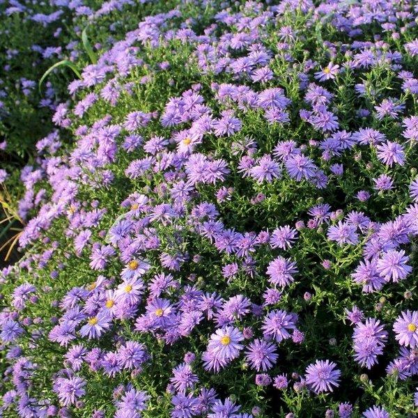 Астра кустарниковая Blue Bouquet, саженец