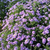 Астра кустарниковая Blue Bouquet, саженец