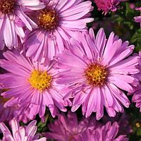 Астра кустарниковая Aster dumosus , саженец