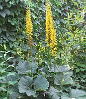 Бузульник Вича Ligularia veitchiana, саженец