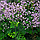 Василистник рохебрунский Thalictrum rochebrunianum, саженец, фото 2