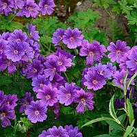 Герань великолепная Geranium magnificum, саженец