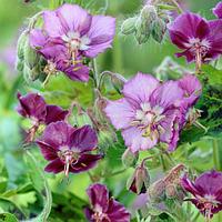 Герань темная Geranium phaeum, саженец