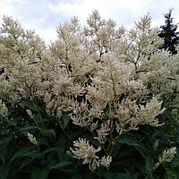 Горец изменчивый Persicaria polymorpha, саженец