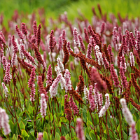 Горец родственный Polygonum affine , саженец