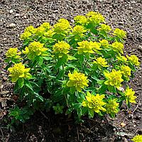 Молочай многоцветковый Euphorbia polychroma, саженец