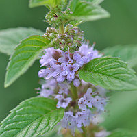 Мята перечная Mentha piperita, саженец