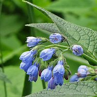 Окопник крупный Hidcote Blue, саженец