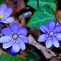 Печеночница благородная Hepatica nobilis, саженец