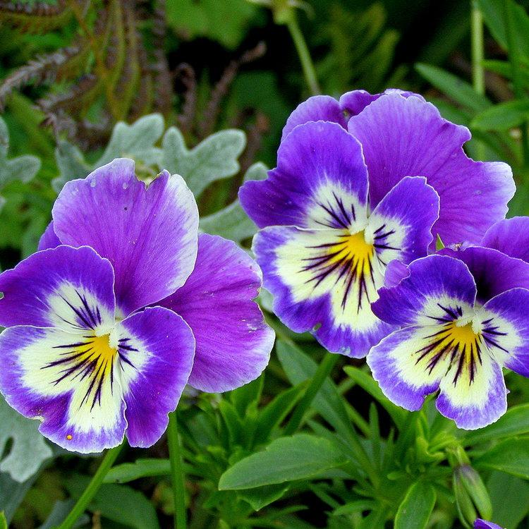 Фиалка рогатая Viola cornuta, саженец