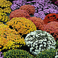 Хризантема корейская многоцветковая, саженец