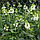 Черноголовка крупноцветковая Alba, саженец, фото 2