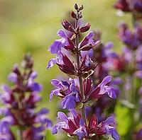 Шалфей лекарственный Salvia officinalis, саженец