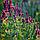 Шалфей лекарственный Salvia officinalis, саженец, фото 2