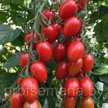 Томат Пекбол F1, семена, 5 шт., Турция, (чп) - фото 1 - id-p162717145