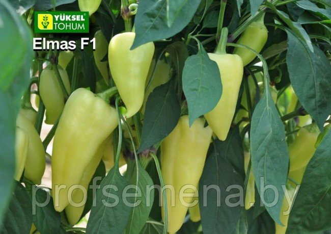 Перец Элмас F1, семена, 100шт., Турция, (чп) - фото 3 - id-p140915131