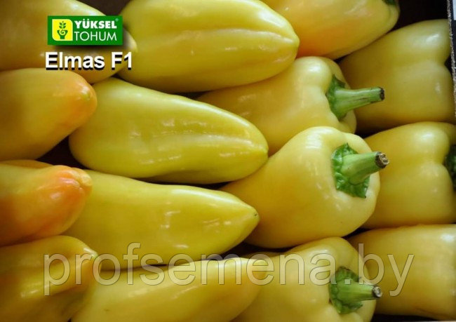 Перец Элмас F1, семена, 8шт., Турция, (чп) - фото 4 - id-p161320056