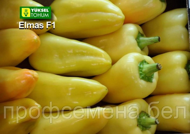 Перец Элмас F1, семена, 5шт., Турция, (чп) - фото 1 - id-p161320050