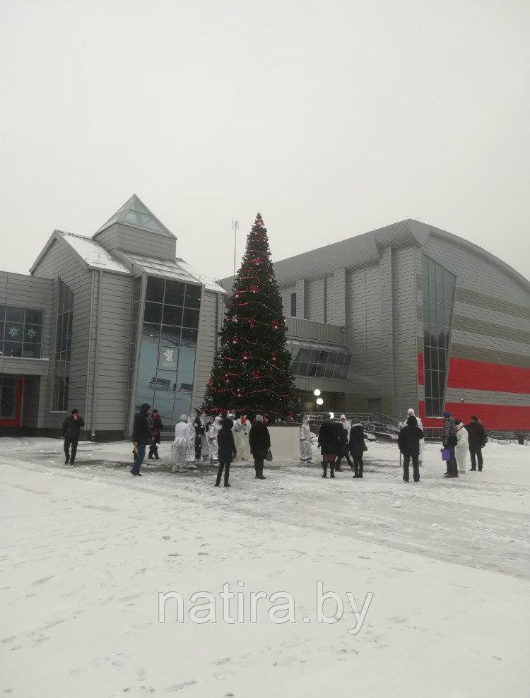 Уличная ствольная ель "Альпийская", 11м