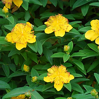 Зверобой чашечковидный Hypericum calycinum, саженец