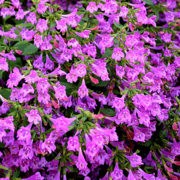 Каламинта крупноцветковая Calamintha grandiflora, саженец