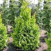 Кипарисовик Лавсона "Ivonne" (Chamaecyparis lawsoniana) C10