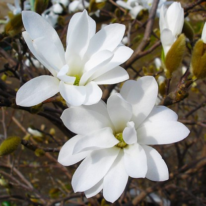 Магнолия звездчатая Роял Стар (Magnolia stellata Royal Star) С3 - фото 1 - id-p163153583
