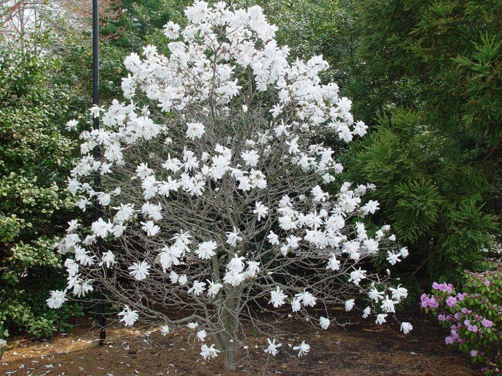 Магнолия звездчатая Роял Стар (Magnolia stellata Royal Star) С3 - фото 2 - id-p163153583