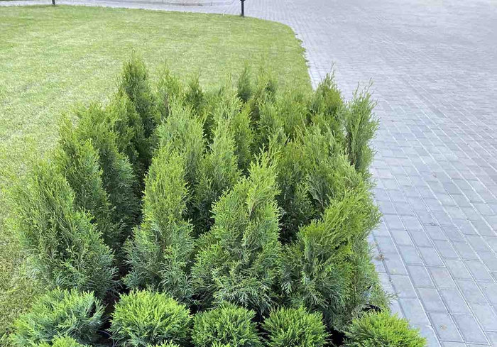 туя корник изгородь. туя применение. туя применение. можжевельник хиберника. туя западная "глобоза аурея".