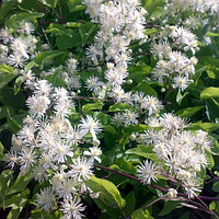 Клематис виноградолистный Clematis Vitalba, саженец