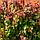 Спирея японская Macrophylla, саженец, фото 2