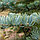 Пихта одноцветная Abies concolor, саженец, фото 2