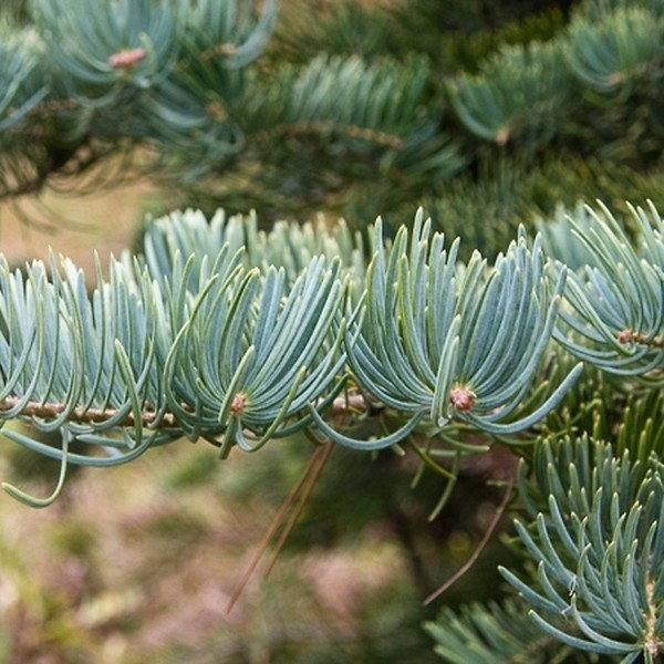 Пихта одноцветная Abies concolor, саженец - фото 2 - id-p162417912