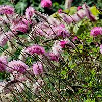 Кровохлебка тупая Sanguisorba obtusa, саженец