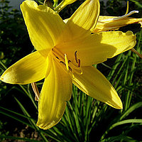 Лилейник Hemerocallis жёлтый, саженец